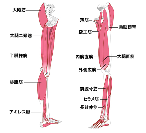 腰部の筋肉の拘縮